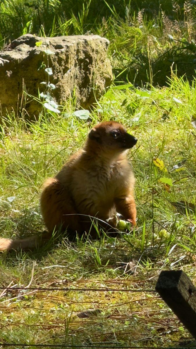 Zoo de la Palmyre lémuriens