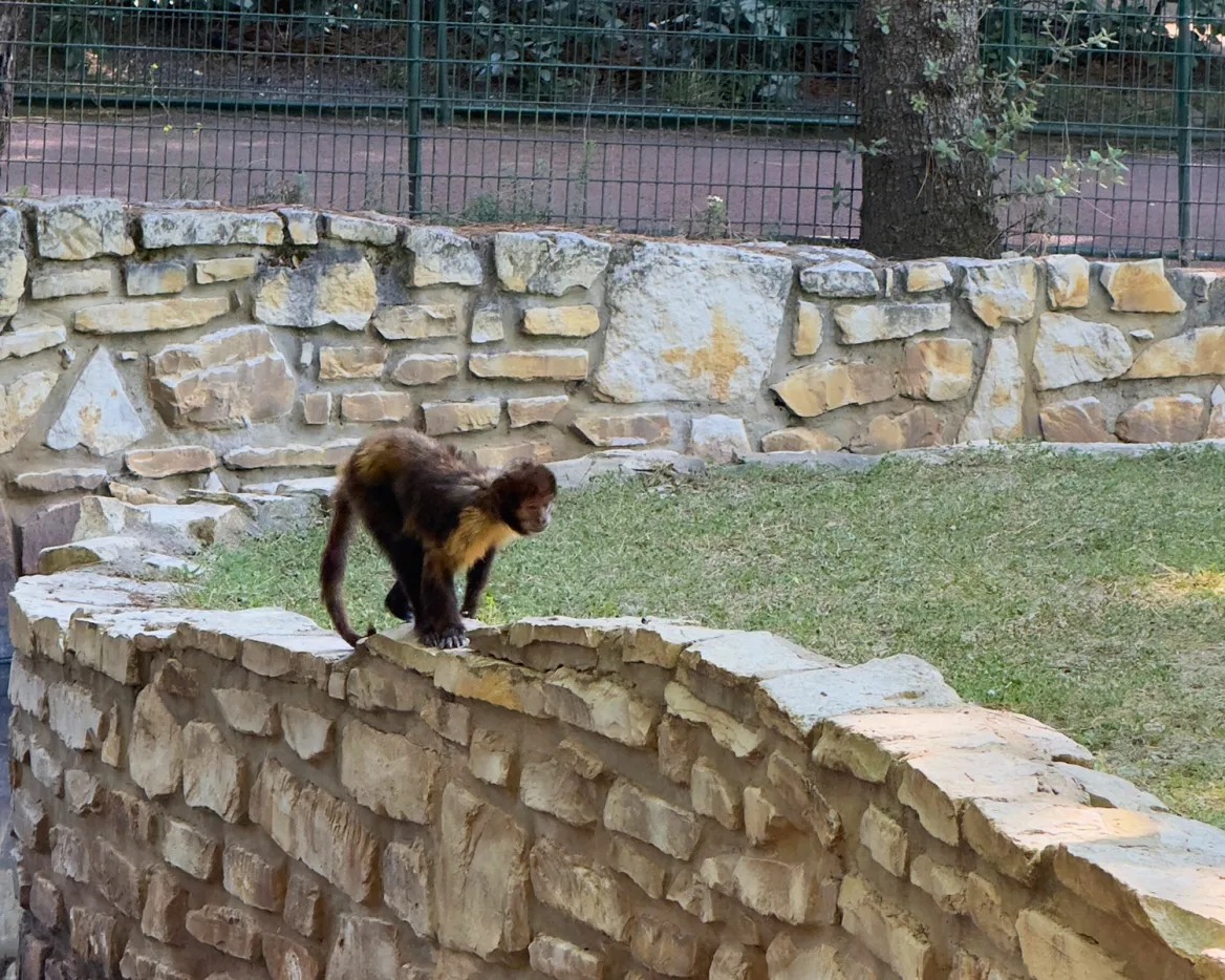 Zoo de la Palmyre Capucins