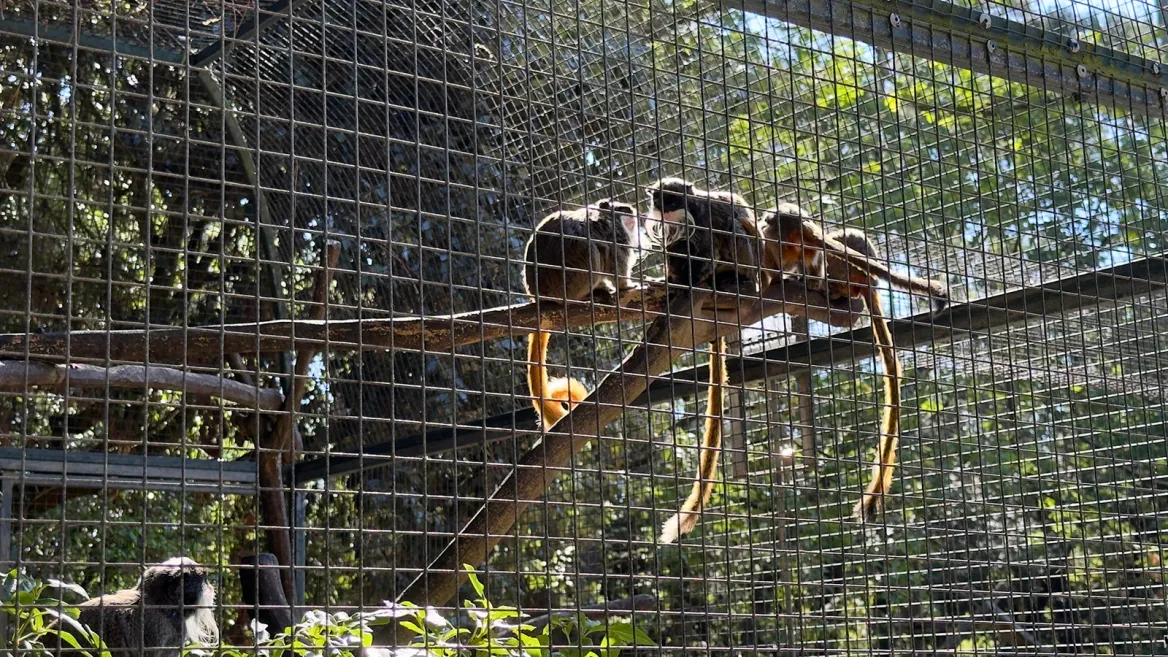 Zoo de la Palmyre tamarins à crête blanche