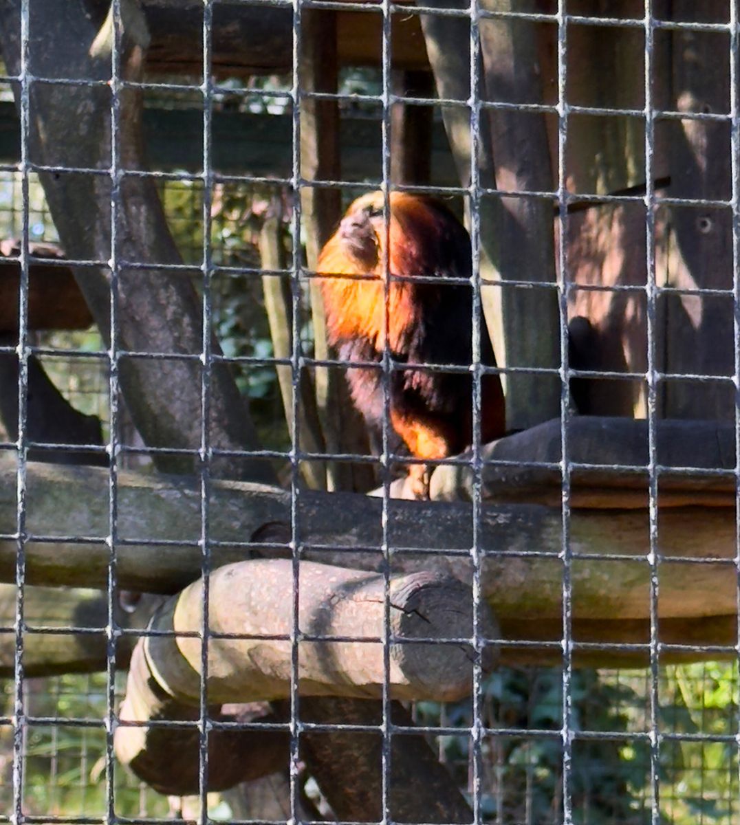 Zoo de la Palmyre tamarin lion d'or