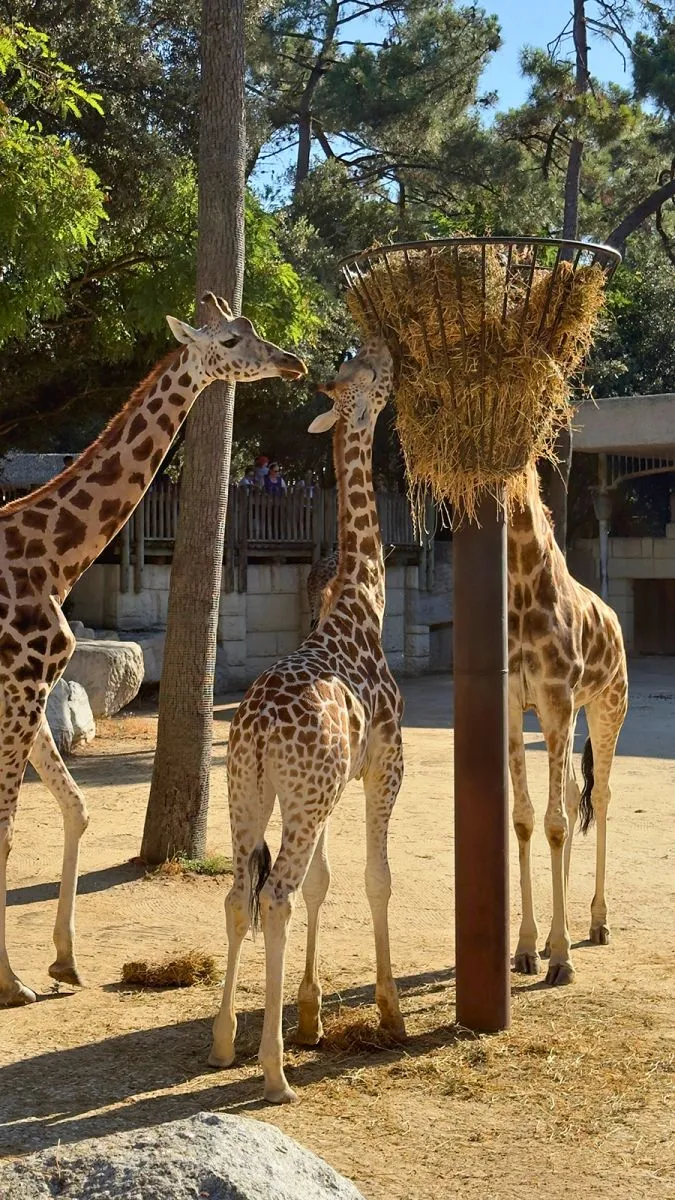 Zoo de la Palmyre Girafes