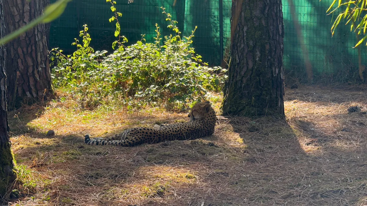 Zoo de la Palmyre guépards