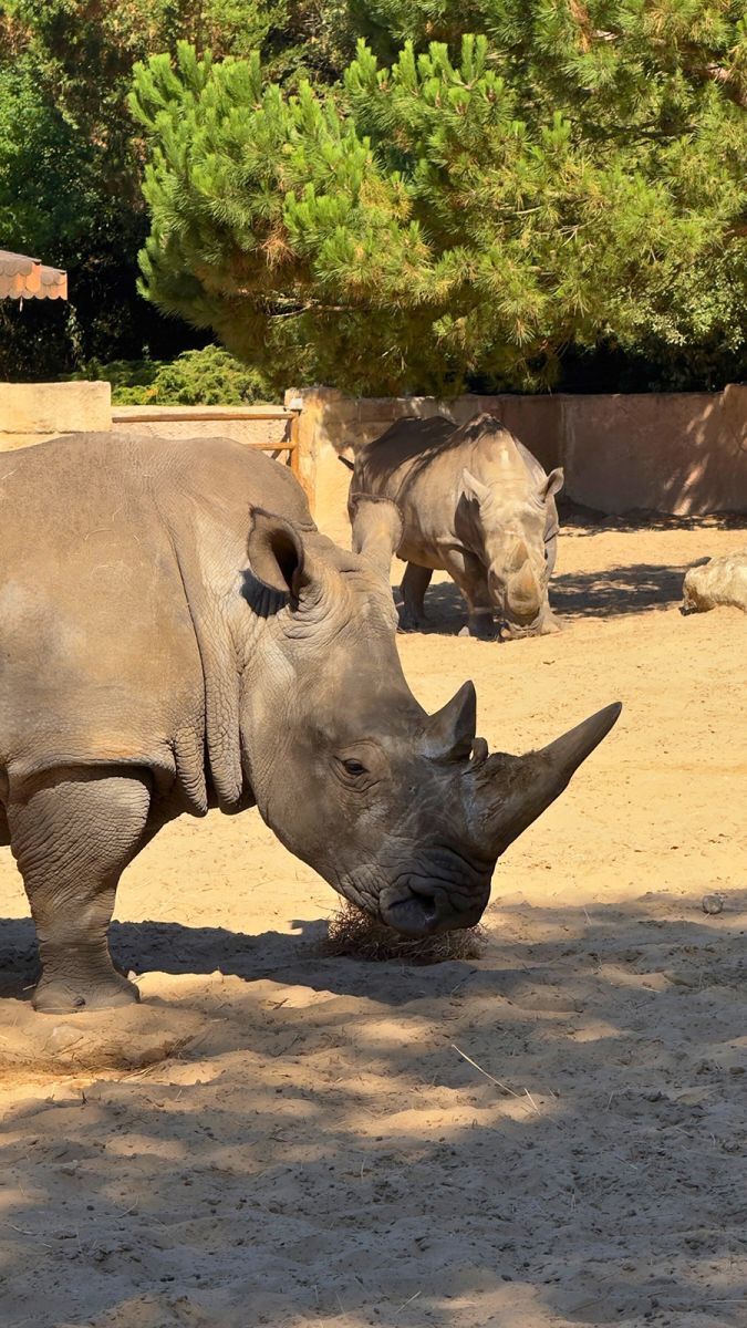 Zoo de la Palmyre rhinocéros