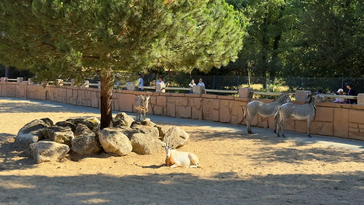 Zoo de la Palmyre zèbres et oryx