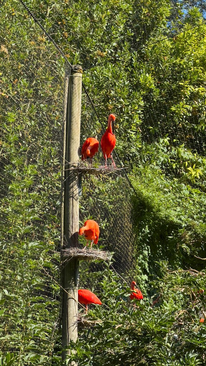 Zoo de la Palmyre ibis rouges