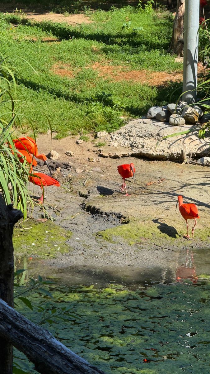Zoo de la Palmyre ibis rouges