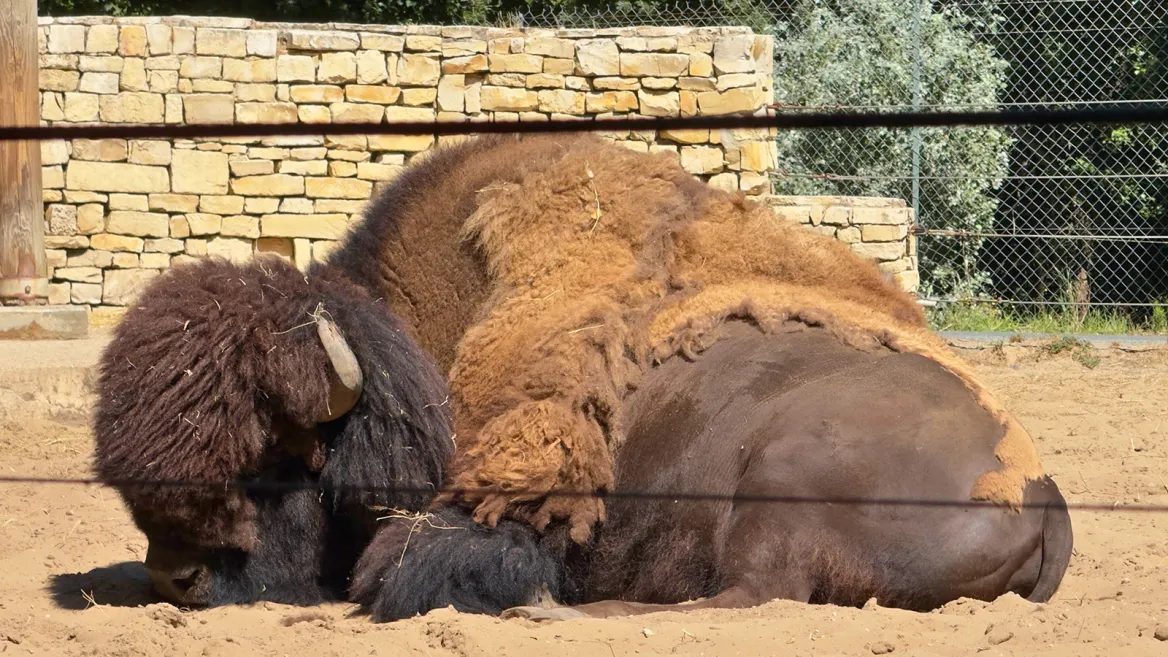 Zoo de la Palmyre bisons