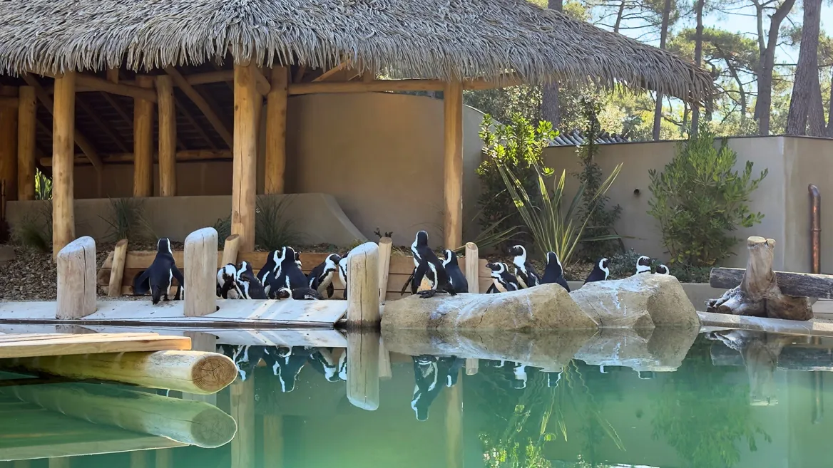Zoo de la Palmyre manchots