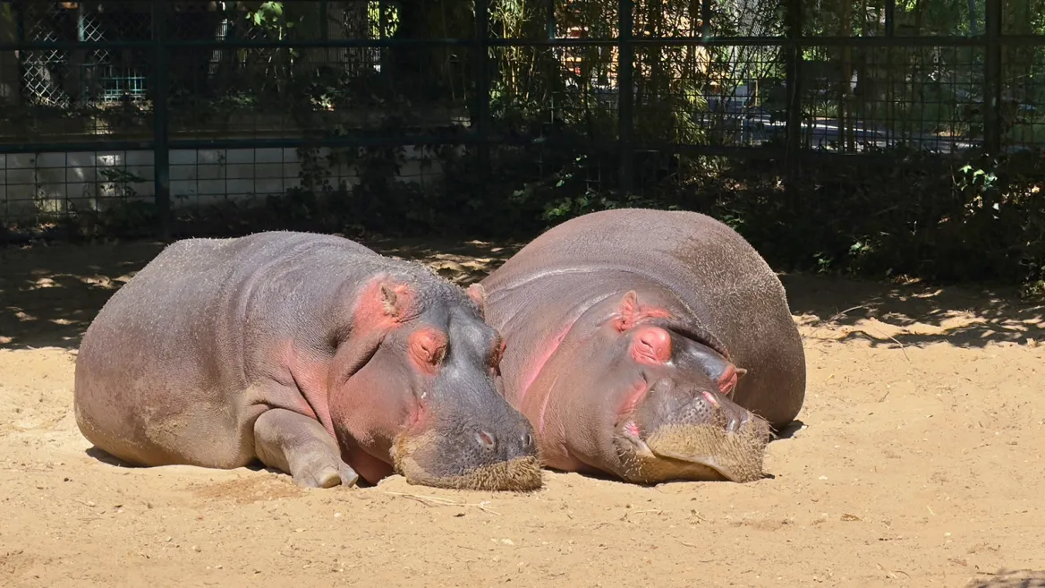 Zoo de la Palmyre hippopotame
