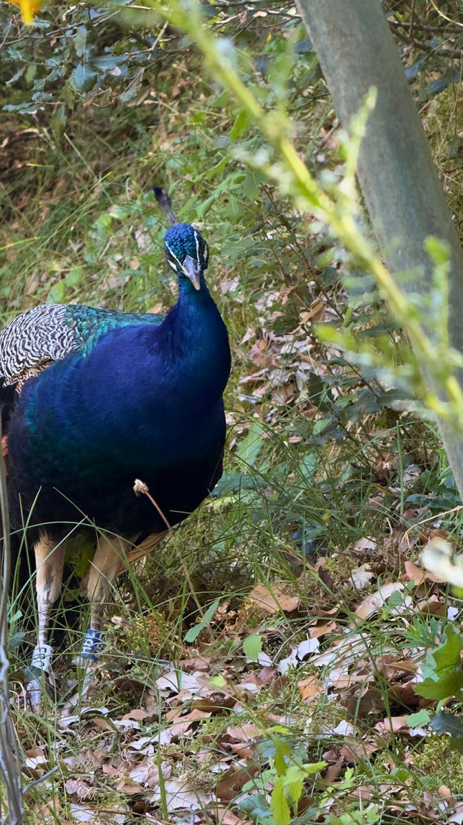 Zoo de la Palmyre paon bleu