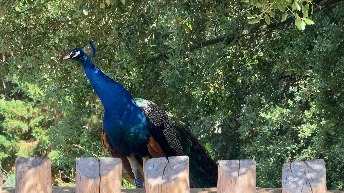 Zoo de la Palmyre paon bleu