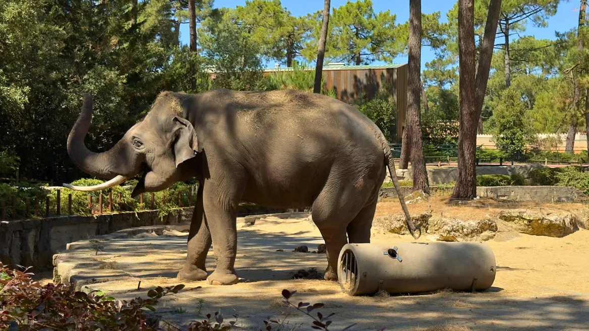 Zoo de la Palmyre éléphant
