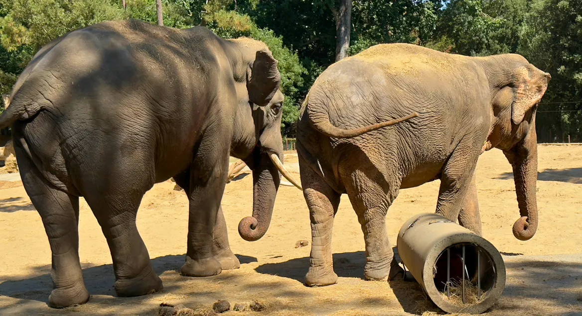 Zoo de la Palmyre éléphant