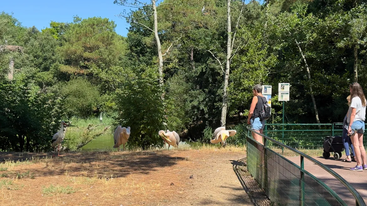 Zoo de la Palmyre pélicans et cigognes