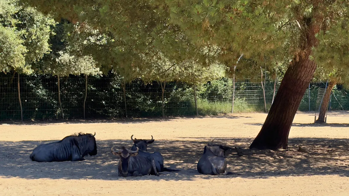 Zoo de la Palmyre gnous