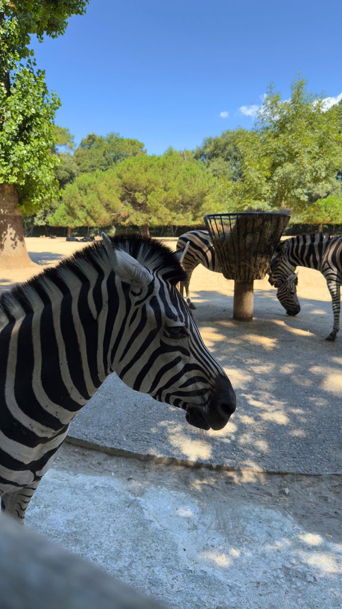 Zoo de la Palmyre zèbres