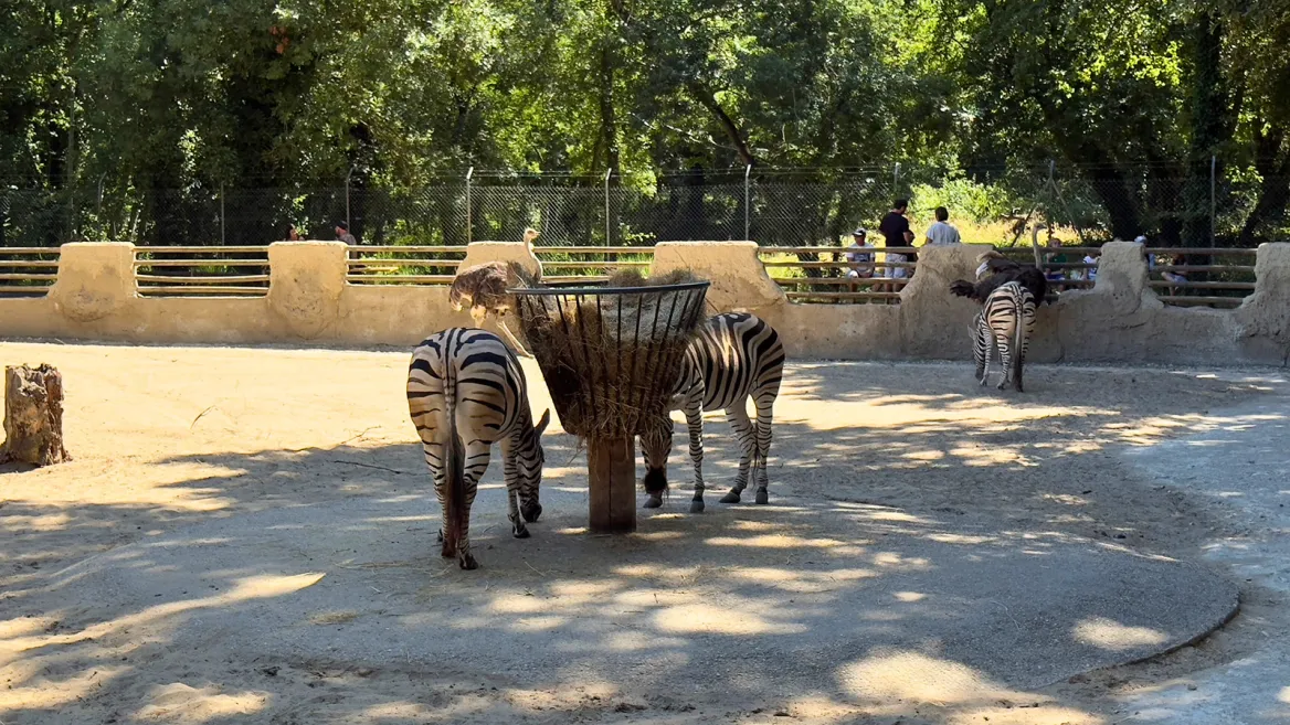 Zoo de la Palmyre zèbres et autruche