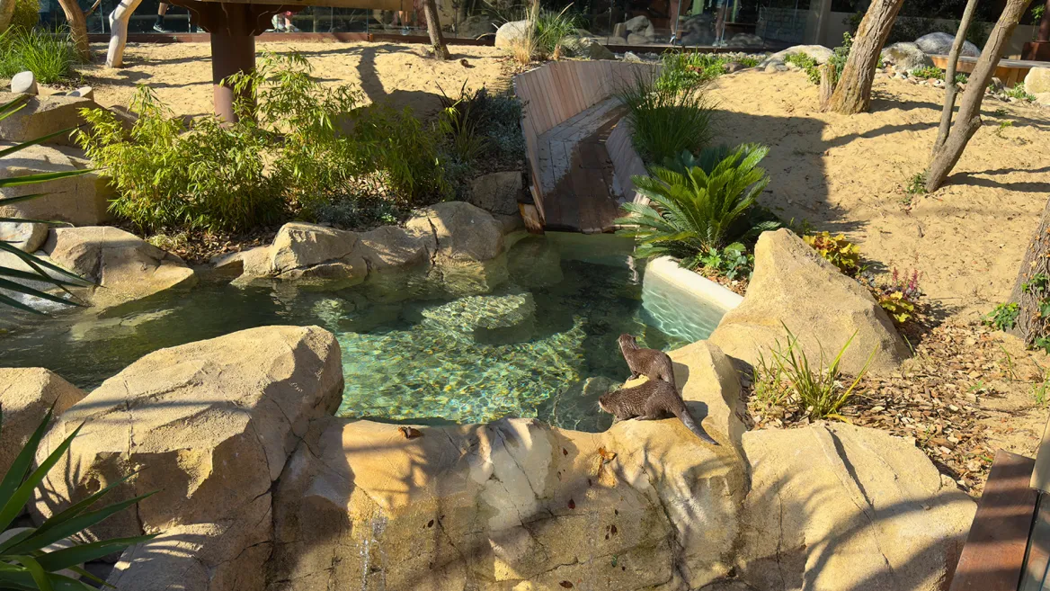 Zoo de la Palmyre loutres