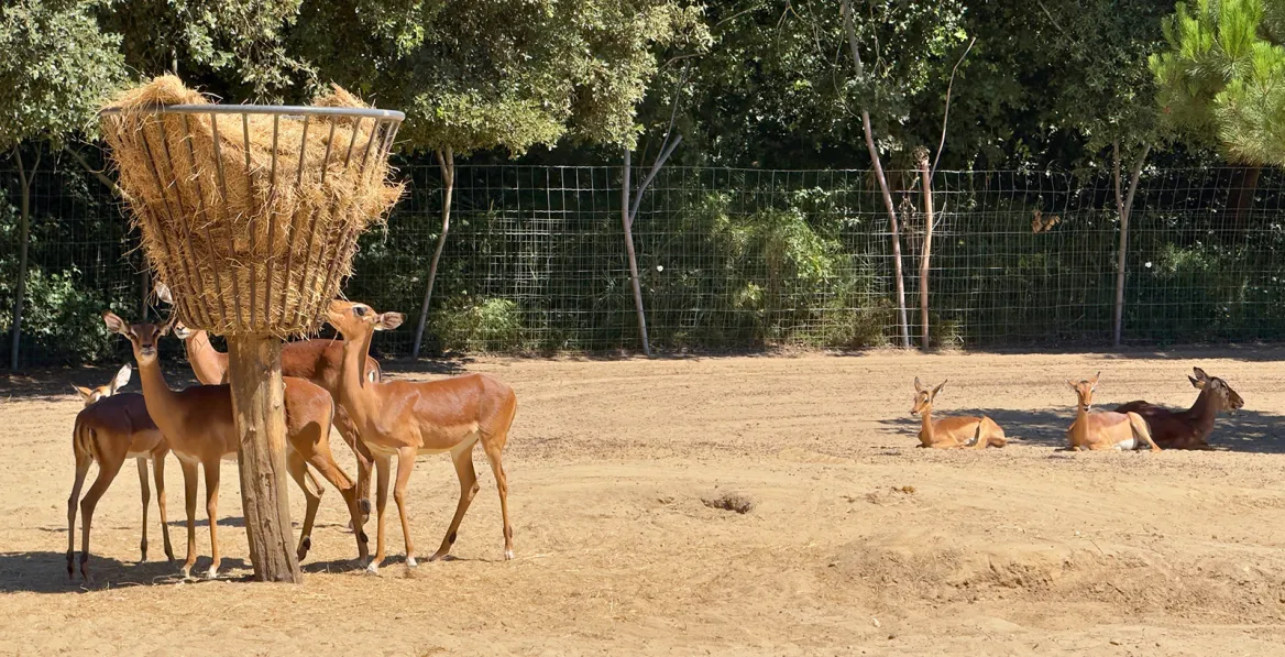 Zoo de la Palmyre impalas