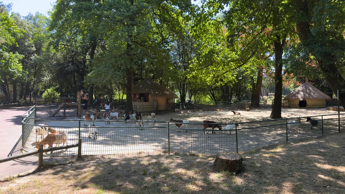 Zoo de la Palmyre chèvres
