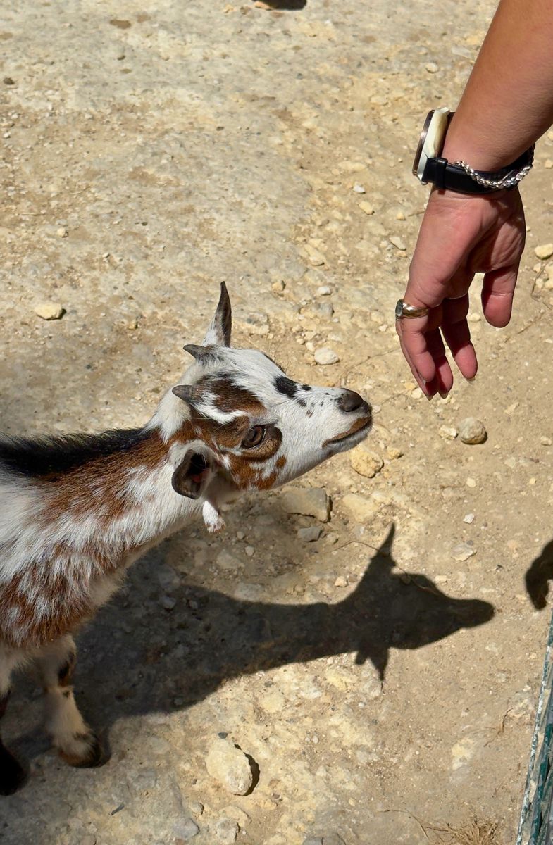 Zoo de la Palmyre chèvres