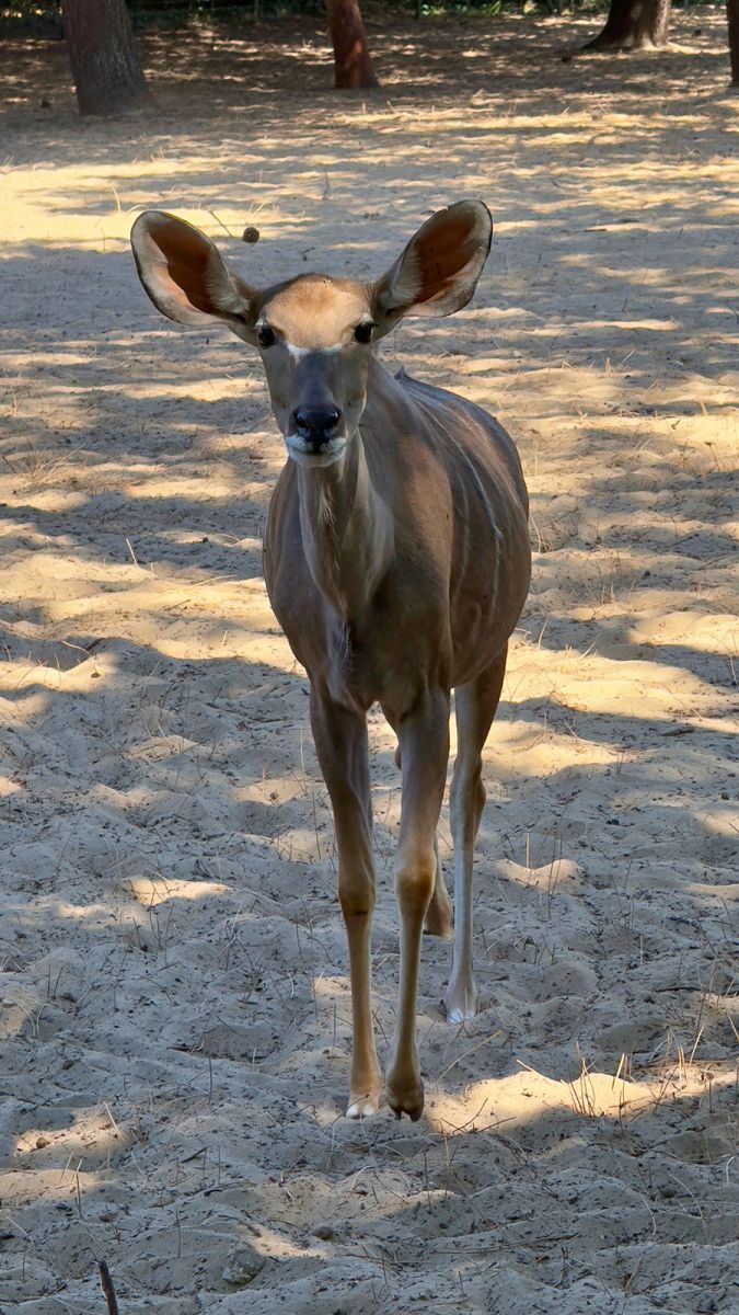 Zoo de la Palmyre grand koudou