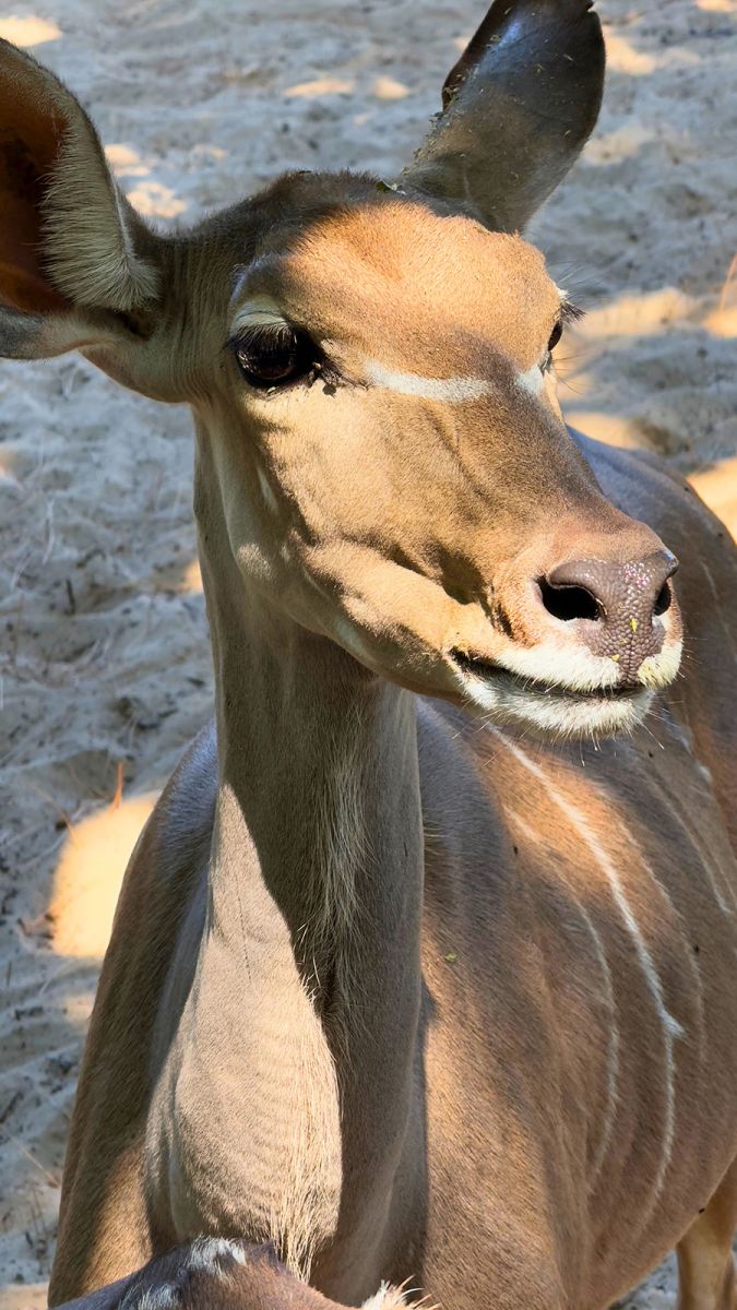 Zoo de la Palmyre grand koudou