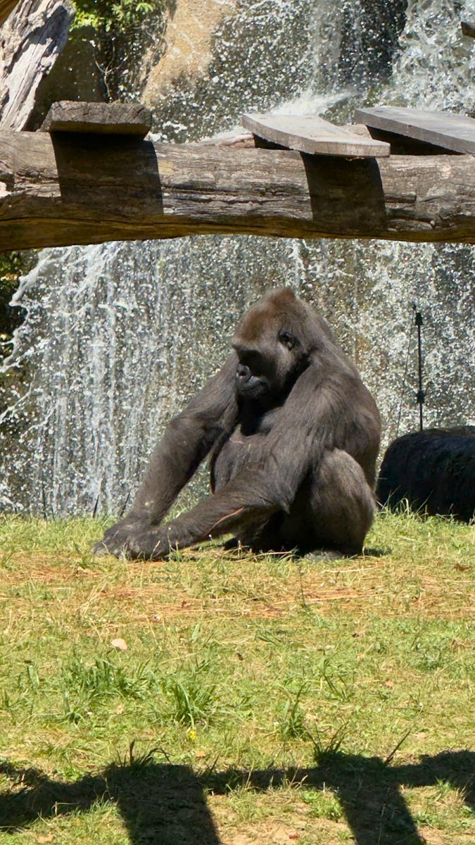 Zoo de la Palmyre gorilles