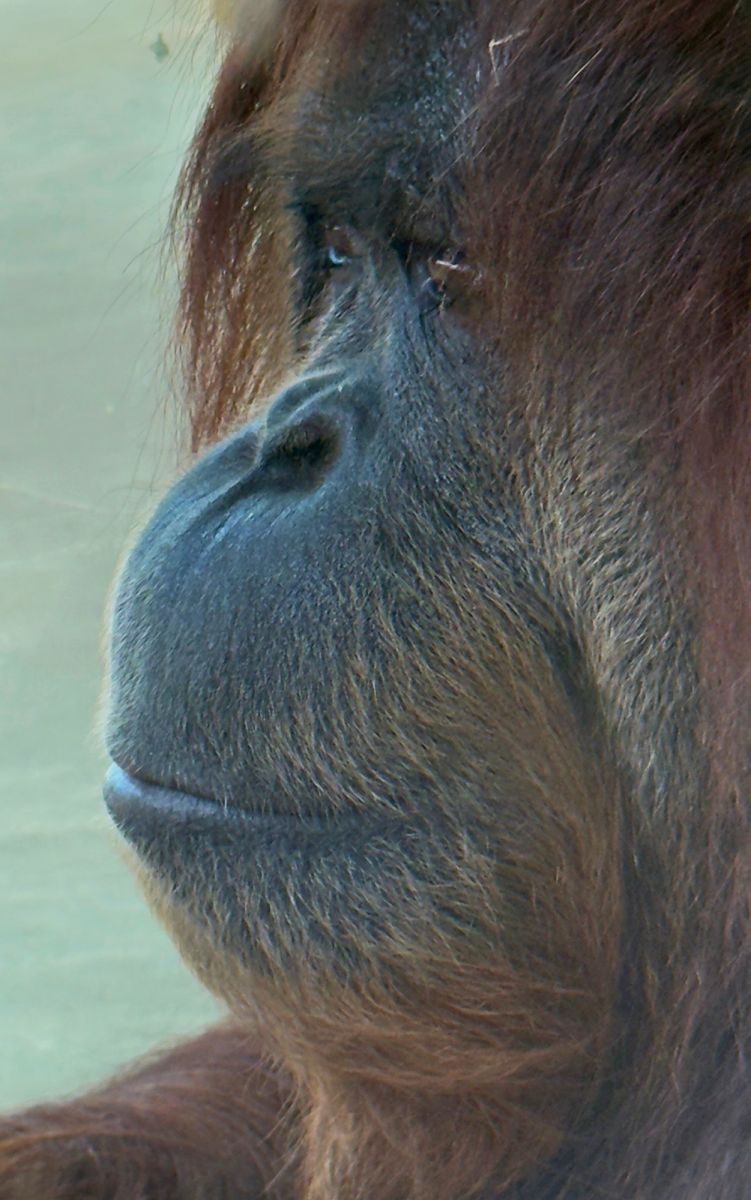 Zoo de la Palmyre orang-outan