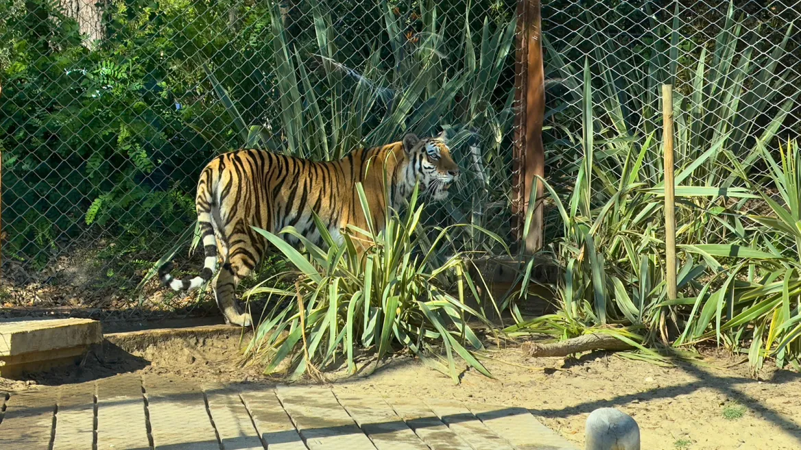 Zoo de la Palmyre tigre
