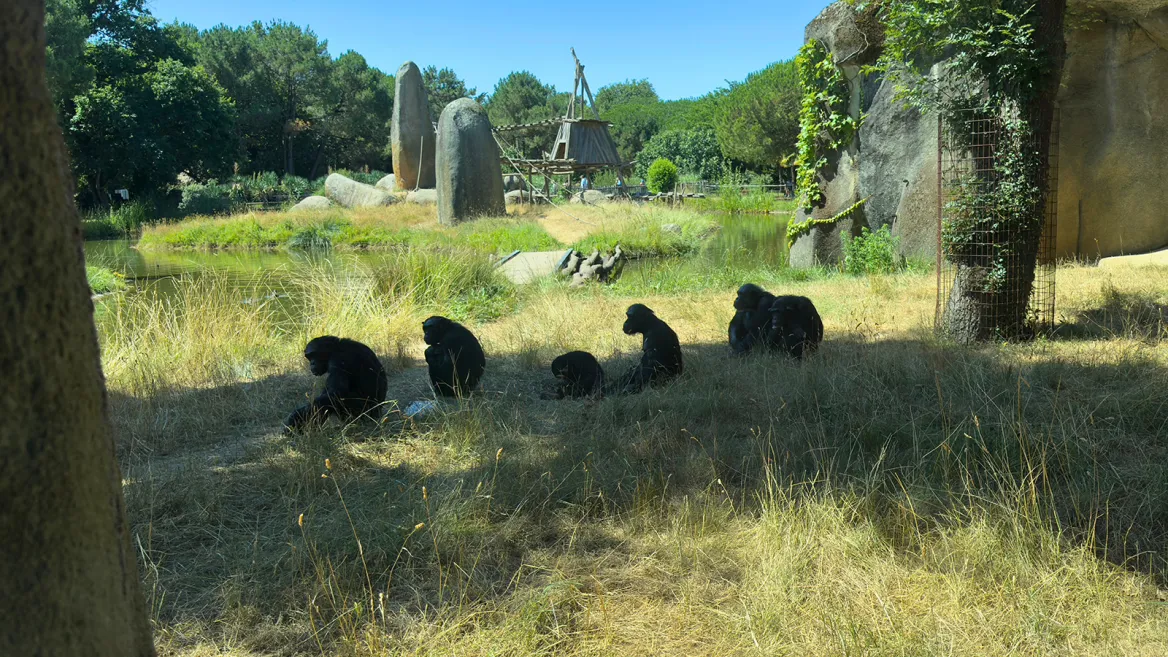 Zoo de la Palmyre chimpanzés