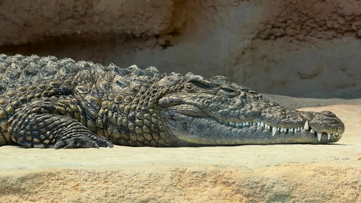 Zoo de la Palmyre crocodiles