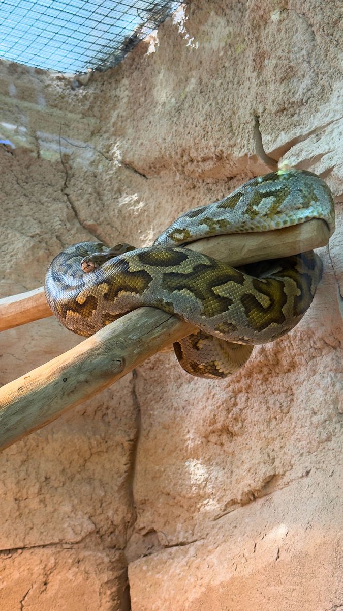 Zoo de la Palmyre serpent