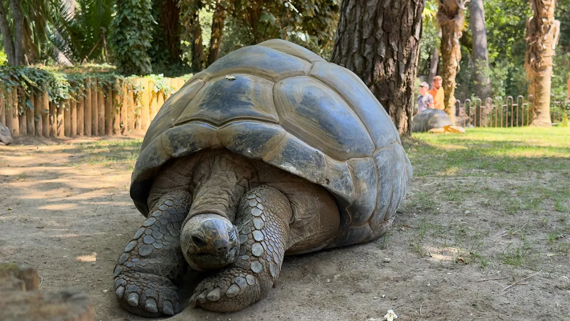 Zoo de la Palmyre tortue