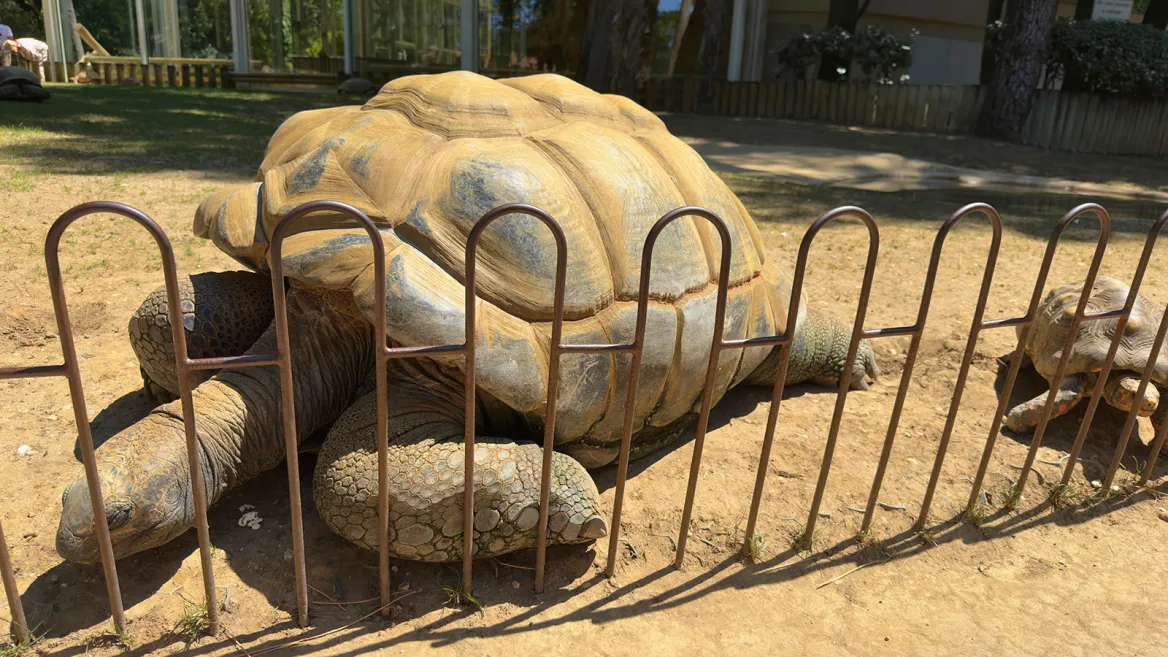 Zoo de la Palmyre tortues