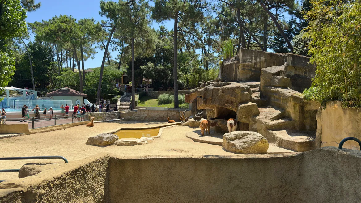 Zoo de la Palmyre alpagas