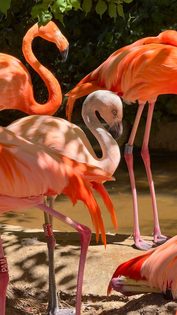 Zoo de la Palmyre flamants roses
