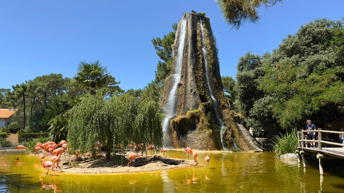 Zoo de la Palmyre flamants roses