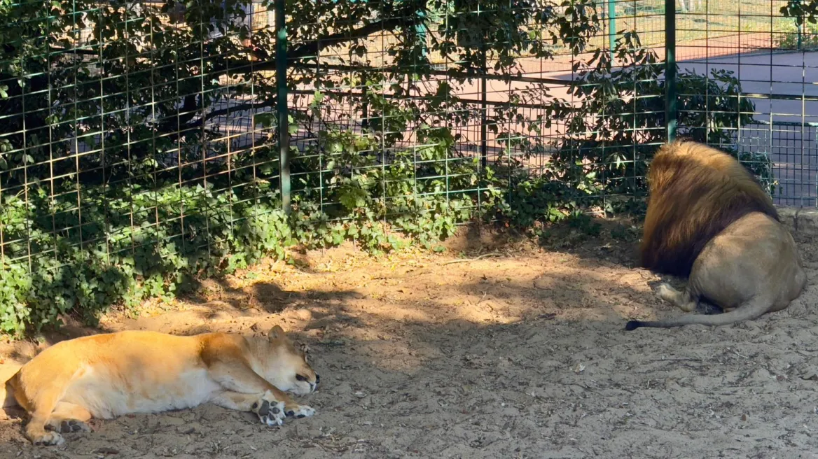 Zoo de la Palmyre lions