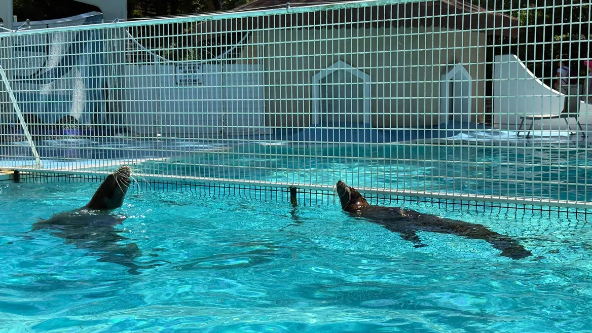 Zoo de la Palmyre spectacle des otaries