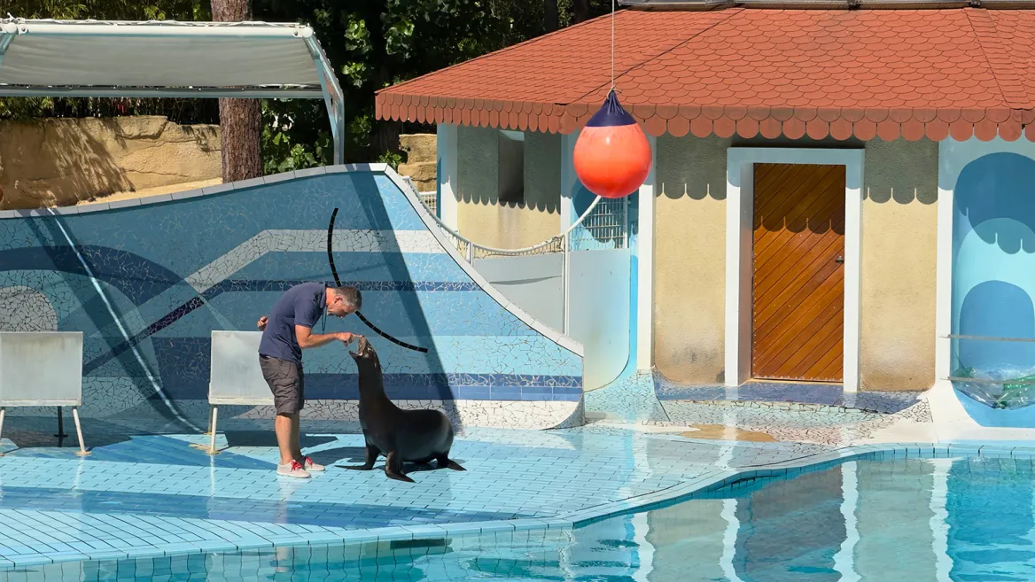 Zoo de la Palmyre spectacle des otaries