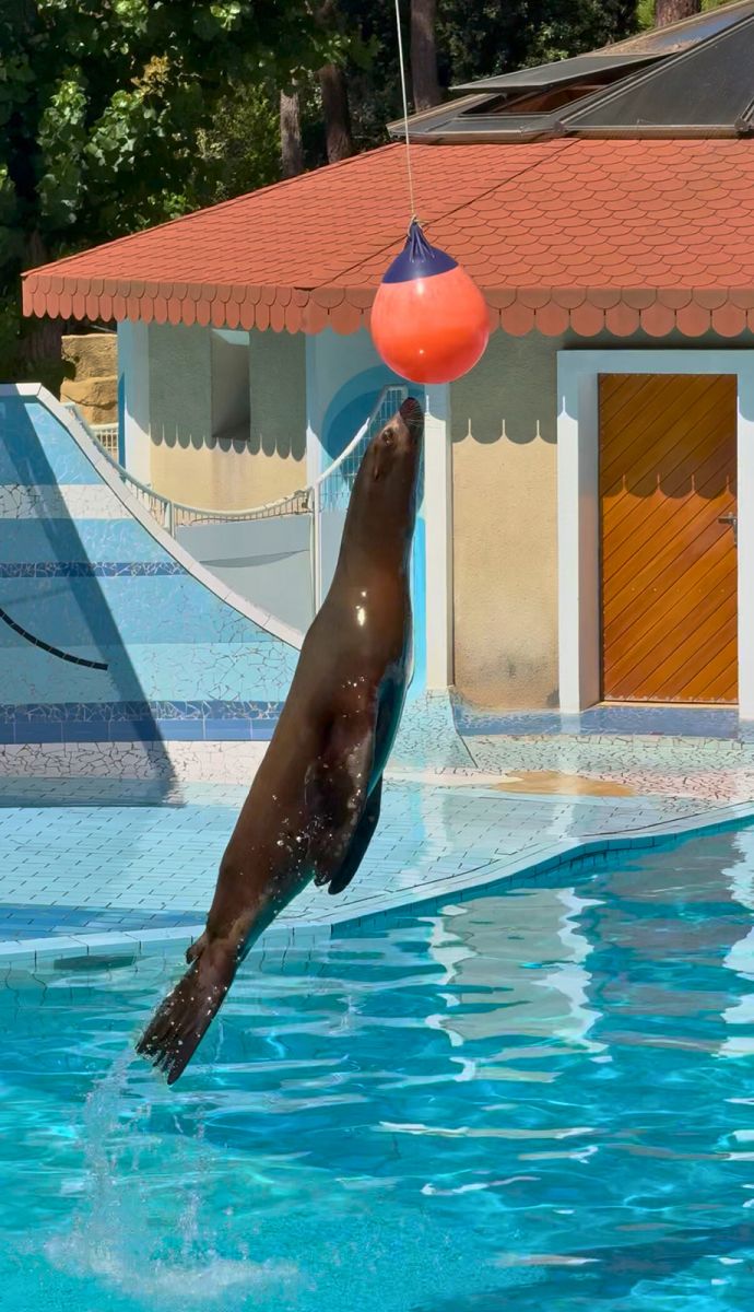 Zoo de la Palmyre spectacle des otaries