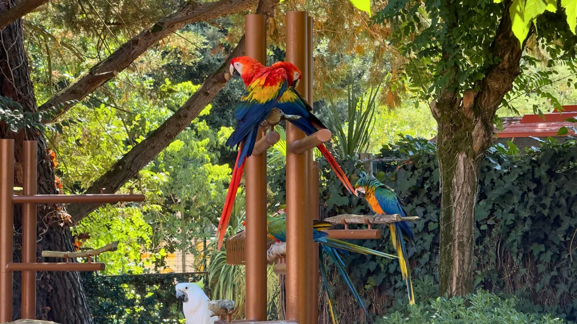 Zoo de la Palmyre spectacle des oiseaux