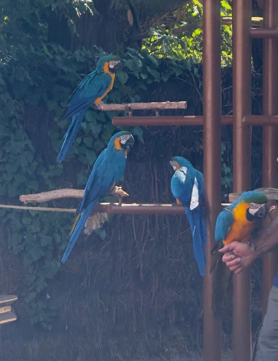 Zoo de la Palmyre spectacle des oiseaux