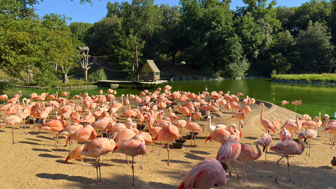 Zoo de la Palmyre flamants roses