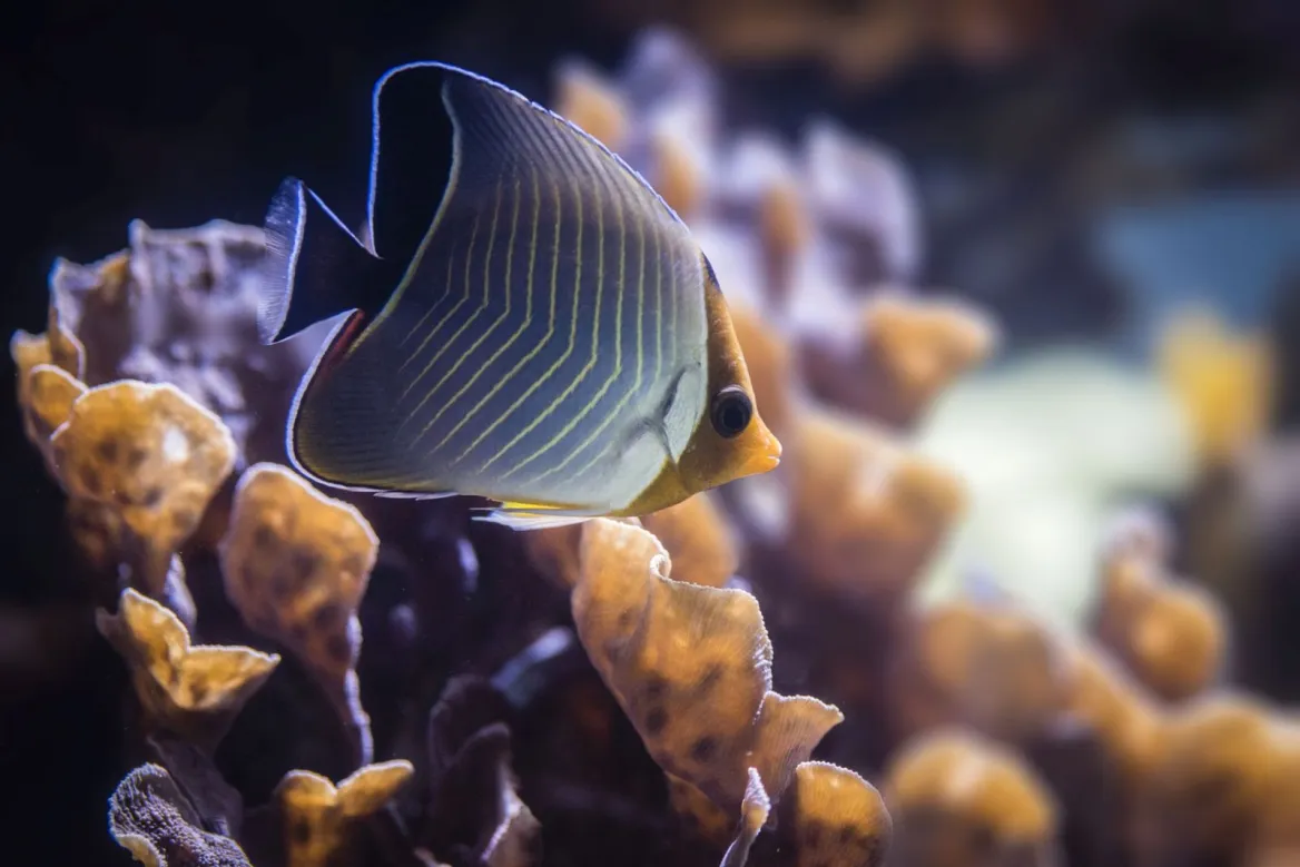 La Rochelle Aquarium