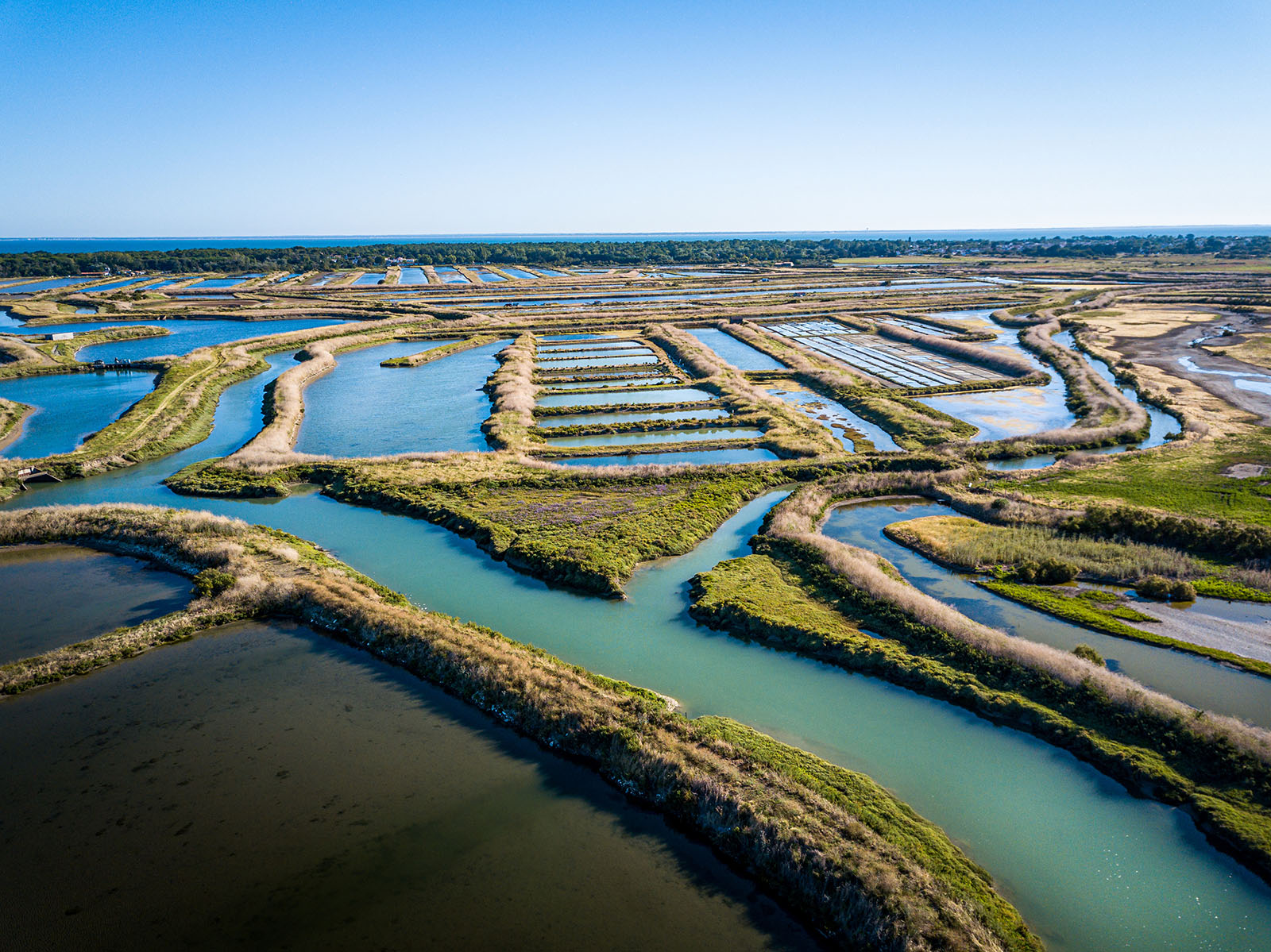 Marais salants île de Ré