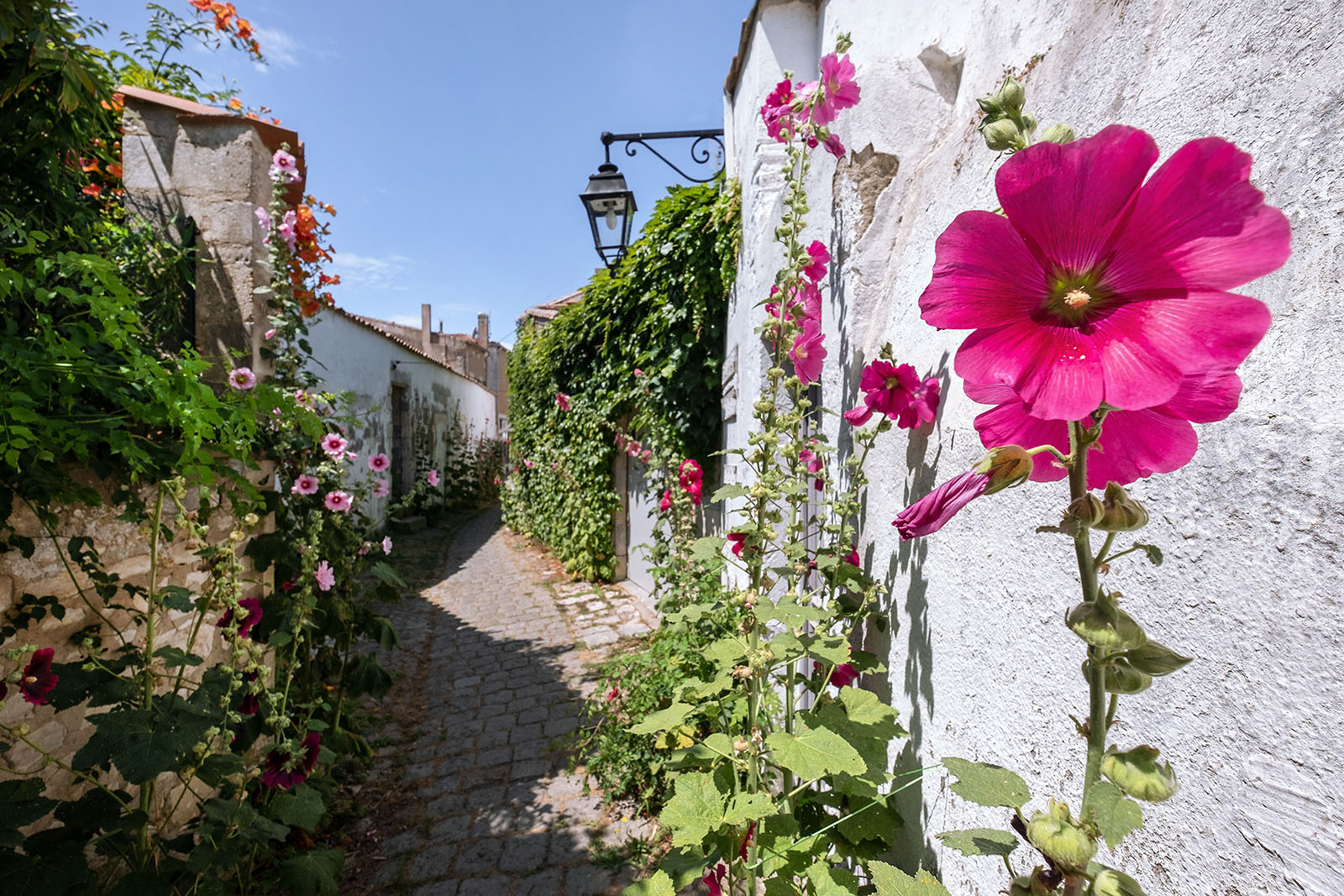 Rose trémière île de Ré