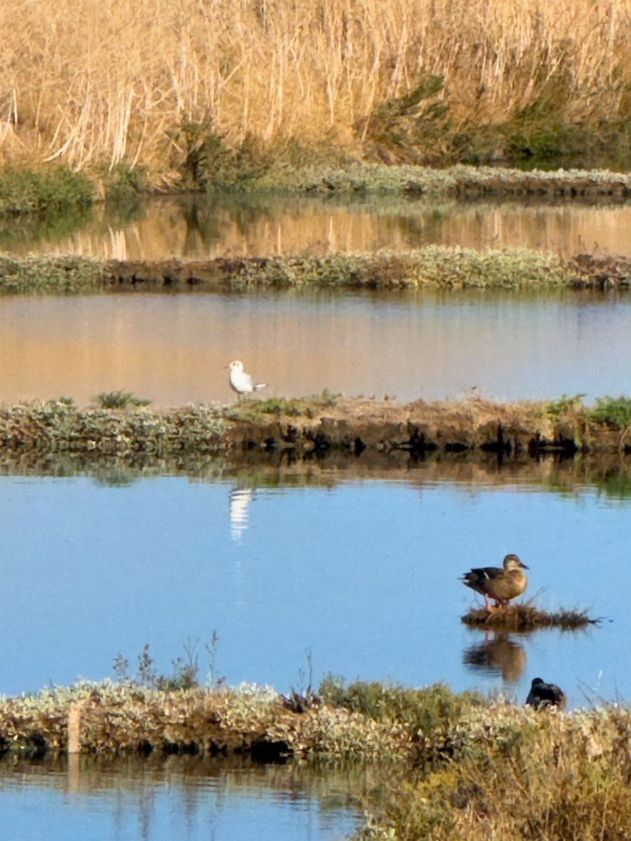 Lilleau des Niges Nature Reserve
