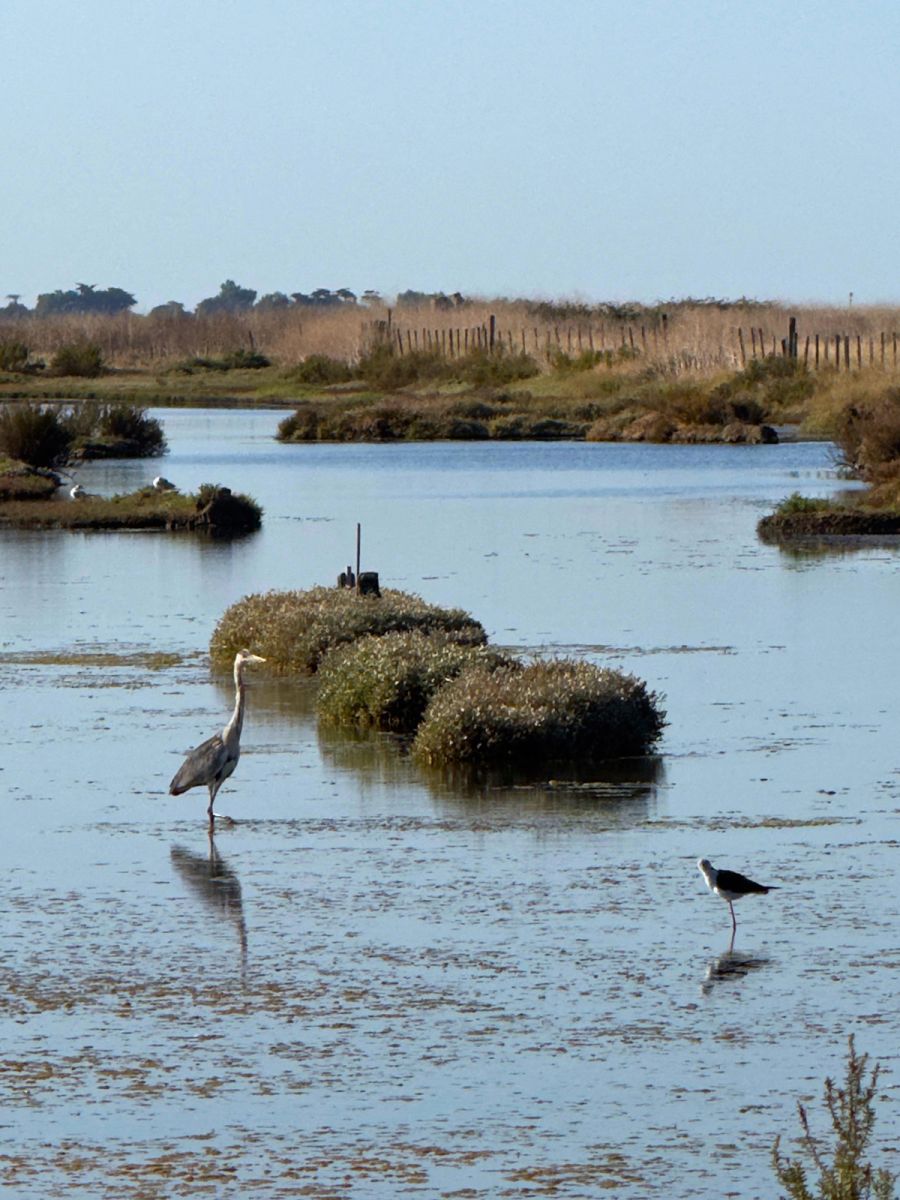 Lilleau des Niges Nature Reserve